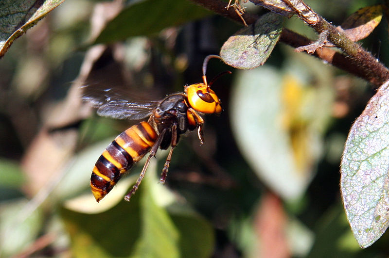 Giant Asian hornets in china, which can grow to be five centimeters long.
Photo Credit: Wikimedia commons 