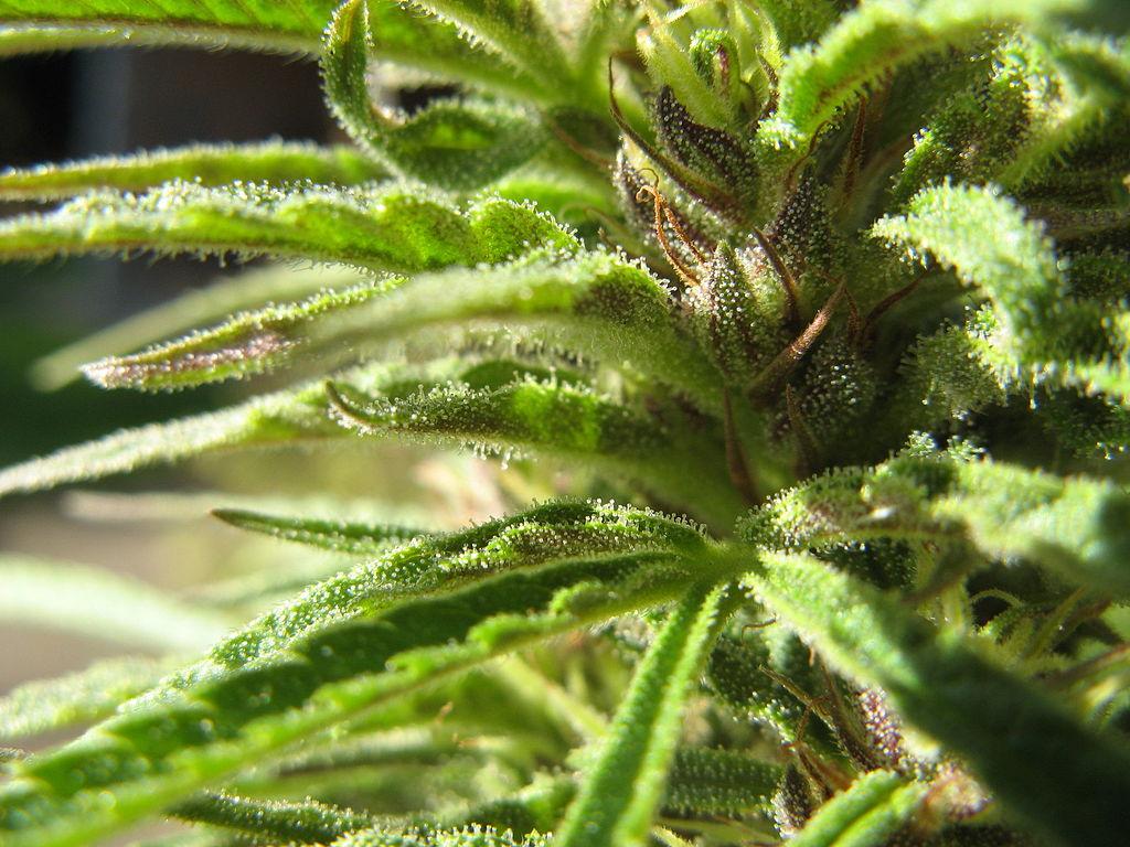 Laws and Regulations: Marijuana in Colorado