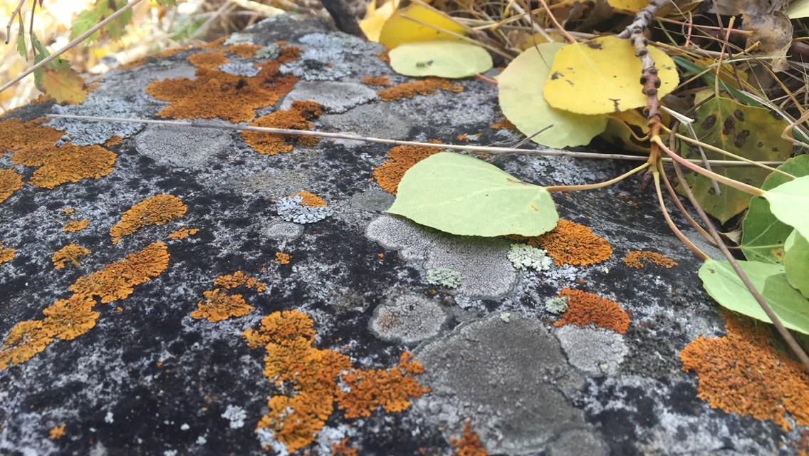 Fallen leaves adorn the forest floor in Rocky Mountain National Park. (Photo Credit: Kaitlynn Schmurr)