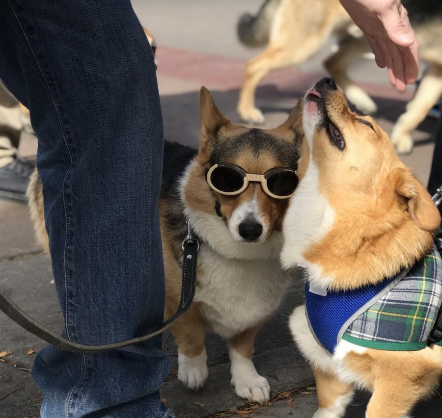 Corgis+are+very+affectionate+dogs.