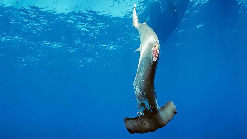 Shark Finning in China Decreasing