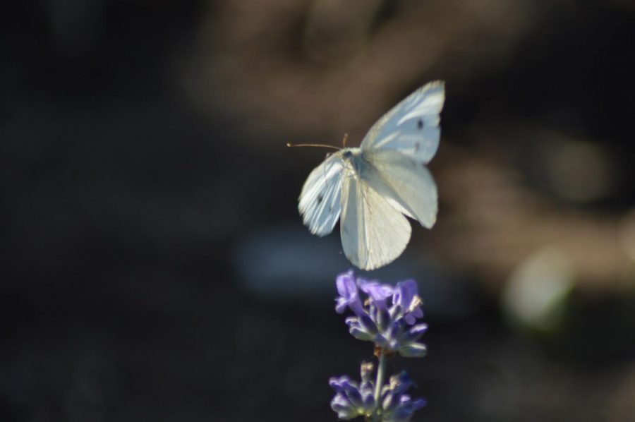 Photo of Butterfly at Twin Silo Park Community Garden taken by Sebring