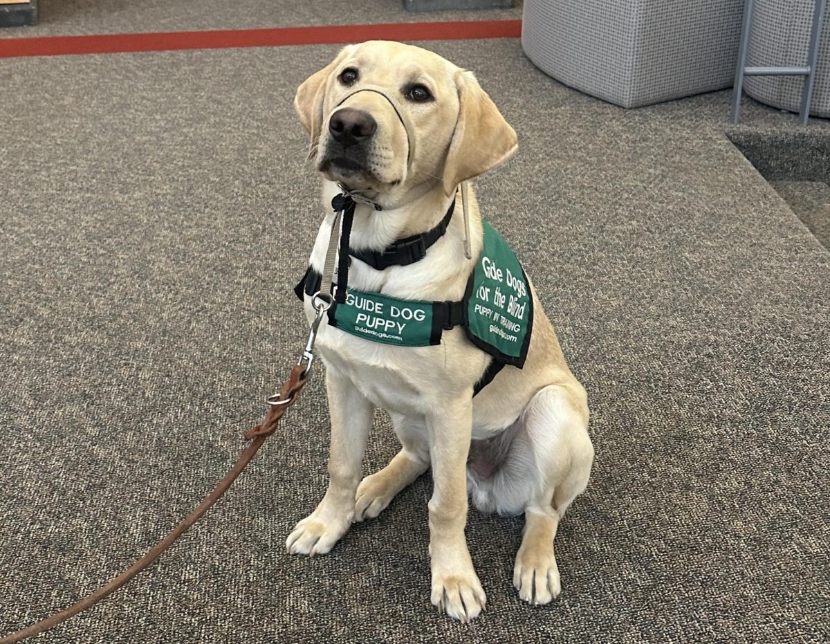 Future guide dog Yarnell in training.
