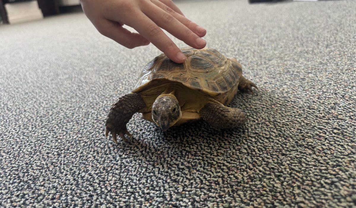 Student interacting with Bow. 