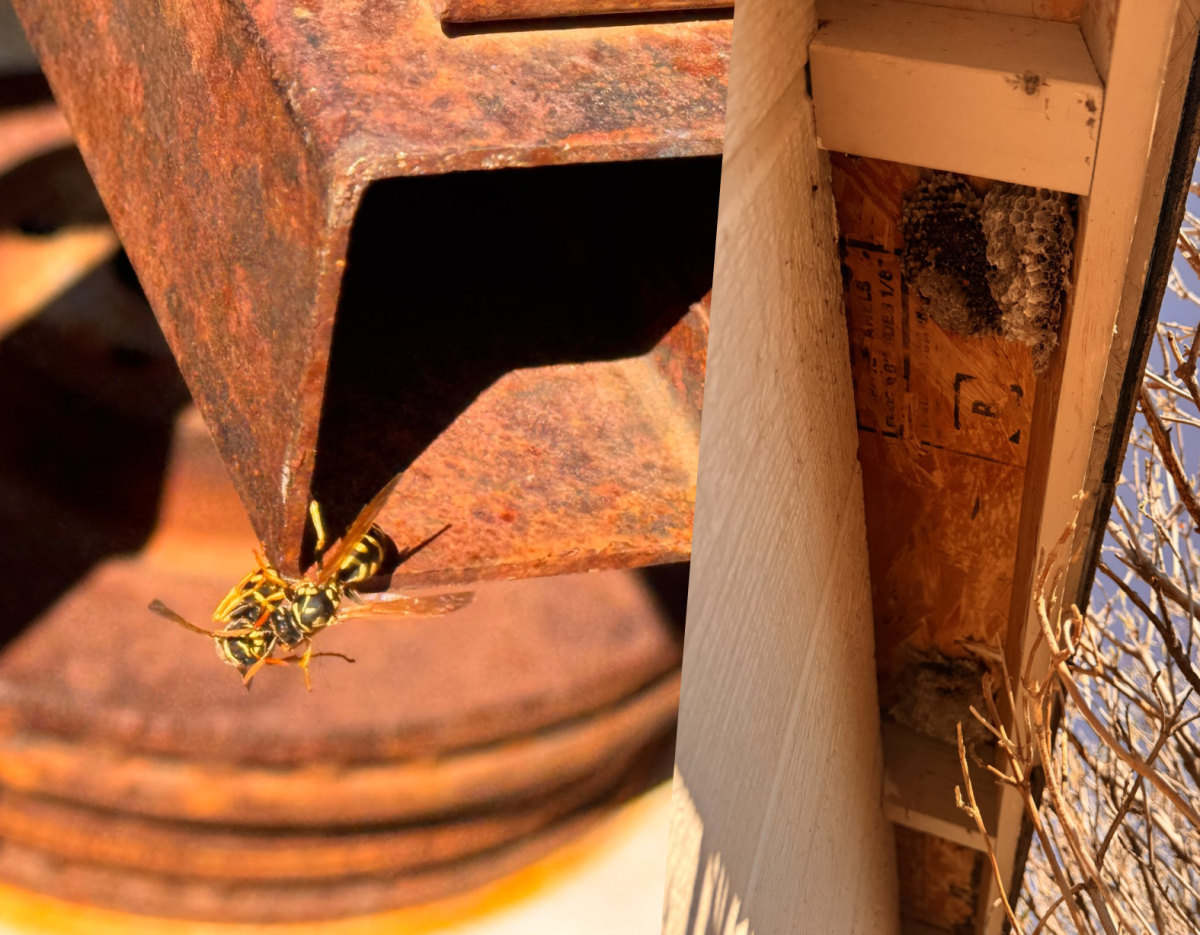 Wasp nests spotted at Fossil workshop.